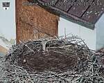Capi_Dubne_20260820_100504.jpg