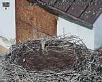 Capi_Dubne_20260820_101003.jpg