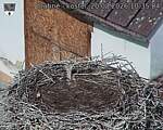 Capi_Dubne_20260820_103504.jpg