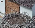 Capi_Dubne_20260820_121504.jpg