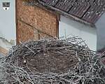 Capi_Dubne_20260820_130504.jpg
