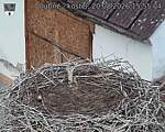 Capi_Dubne_20260820_155504.jpg