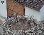 Capi_Dubne_20260820_182004.jpg