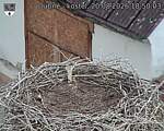 Capi_Dubne_20260820_185003.jpg