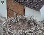 Capi_Dubne_20260820_185503.jpg