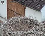 Capi_Dubne_20260820_190003.jpg
