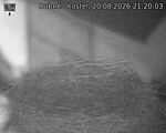 Capi_Dubne_20260820_212003.jpg