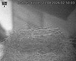 Capi_Dubne_20260821_025003.jpg