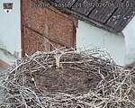 Capi_Dubne_20260821_060003.jpg
