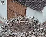 Capi_Dubne_20260821_060503.jpg
