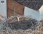 Capi_Dubne_20260821_064003.jpg