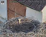 Capi_Dubne_20260821_065003.jpg