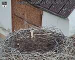 Capi_Dubne_20260821_075003.jpg