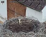 Capi_Dubne_20260821_082003.jpg