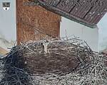 Capi_Dubne_20260821_083003.jpg