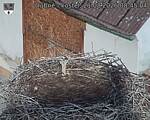 Capi_Dubne_20260821_084504.jpg