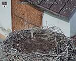 Capi_Dubne_20260821_104503.jpg
