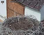 Capi_Dubne_20260821_114003.jpg