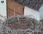 Capi_Dubne_20260821_130505.jpg