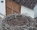 Capi_Dubne_20260821_132003.jpg