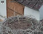 Capi_Dubne_20260821_133004.jpg