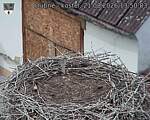 Capi_Dubne_20260821_135003.jpg