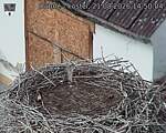 Capi_Dubne_20260821_145004.jpg