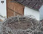 Capi_Dubne_20260821_150506.jpg