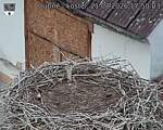 Capi_Dubne_20260821_175003.jpg