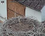Capi_Dubne_20260821_183003.jpg