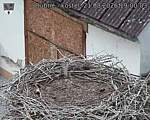 Capi_Dubne_20260821_190003.jpg