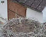 Capi_Dubne_20260821_192503.jpg