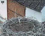 Capi_Dubne_20260821_194002.jpg