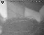 Capi_Dubne_20260821_202003.jpg
