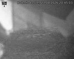 Capi_Dubne_20260821_204503.jpg