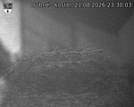 Capi_Dubne_20260821_233003.jpg