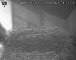 Capi_Dubne_20260822_014502.jpg