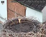 Capi_Dubne_20260822_060004.jpg