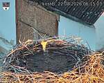 Capi_Dubne_20260822_061503.jpg
