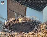 Capi_Dubne_20260822_062503.jpg