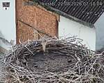Capi_Dubne_20260822_071004.jpg