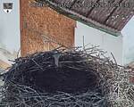 Capi_Dubne_20260822_084003.jpg