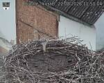 Capi_Dubne_20260822_115004.jpg