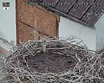Capi_Dubne_20260822_144003.jpg