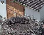 Capi_Dubne_20260822_152503.jpg