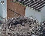 Capi_Dubne_20260822_162003.jpg