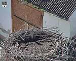 Capi_Dubne_20260822_164002.jpg