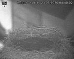 Capi_Dubne_20260823_044002.jpg