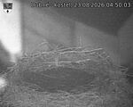Capi_Dubne_20260823_045003.jpg