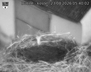 Capi_Dubne_20260823_054002.jpg (1350&nbsp;x&nbsp;1080)